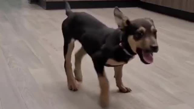 Funny dogs