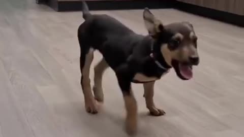 Funny dogs