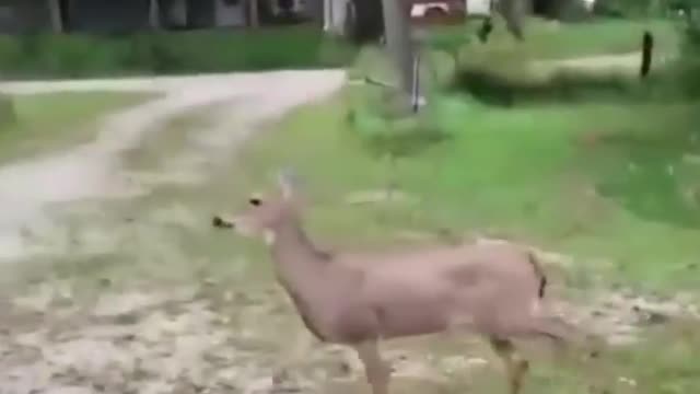 Funny Deer hilariously walking on music