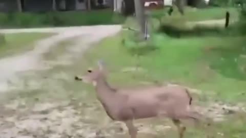 Funny Deer hilariously walking on music