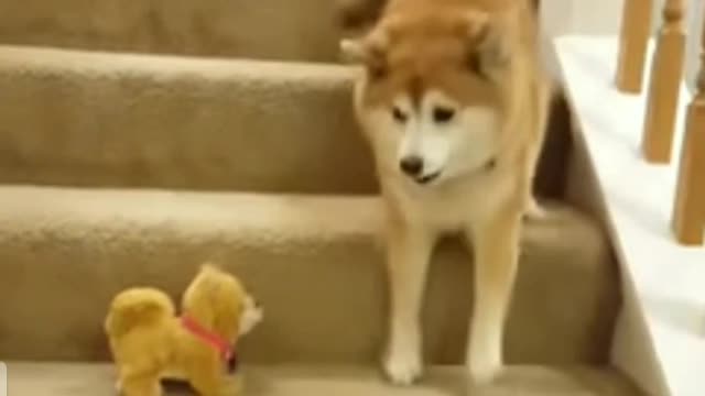 Fanny Shiba dog VS Fanny Shiba toy