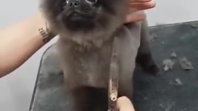 Dog dancing while getting a haircut