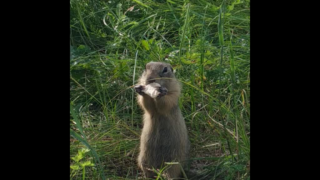 Gopher eats bread