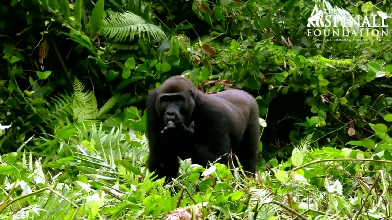 Embrassing Moments of Gorilla and Human beings