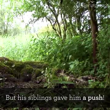 Mandarin ducklings fledge the nest