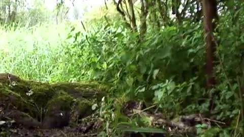 Mandarin ducklings fledge the nest