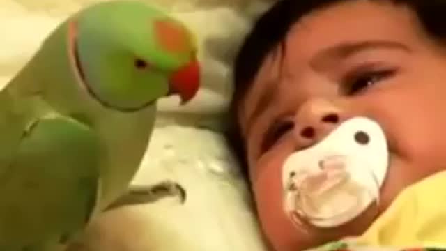 A toddler and a parrot