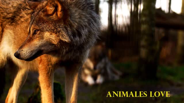 Animal Innocent Look | It's so Gorgeous