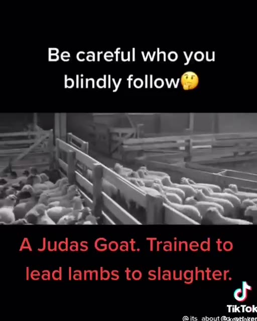 judas goat