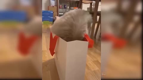 You can't imagine after seeing this Cat video