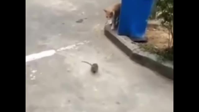 Are you sure it's the cat chasing the mouse? Or the mouse chasing the cat?