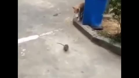 Are you sure it's the cat chasing the mouse? Or the mouse chasing the cat?