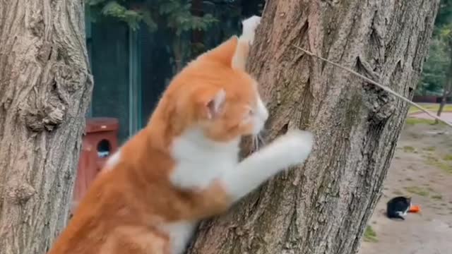 cat funny video, cat song, cartoon, cat dance, cat funny videos, category