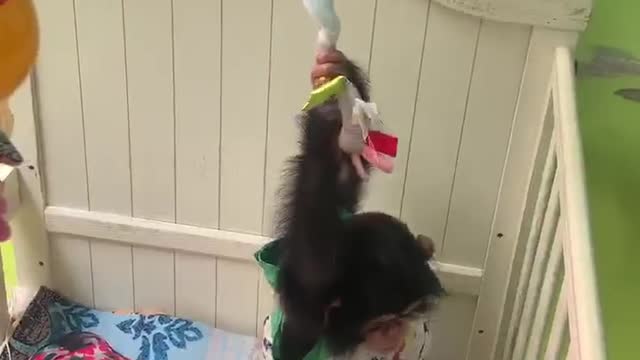 monkey