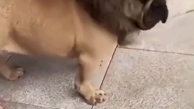 Cute Puppy Funny Reactions