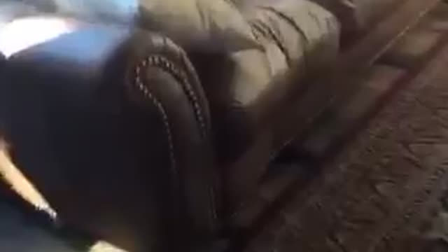 Grey dog on brown couch smiles when asked to smile