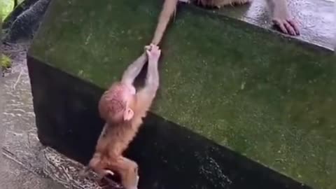 The little monkey can not climb.....cute!!!