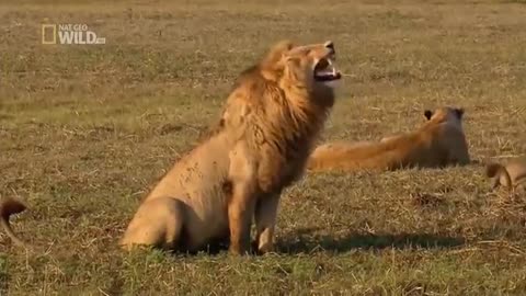 #funny LION VIDEO 😂