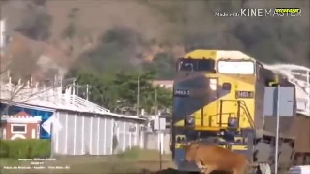 Animals- vs- train.