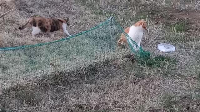 A leisurely eating cat and a grooming cat