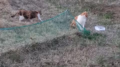 A leisurely eating cat and a grooming cat