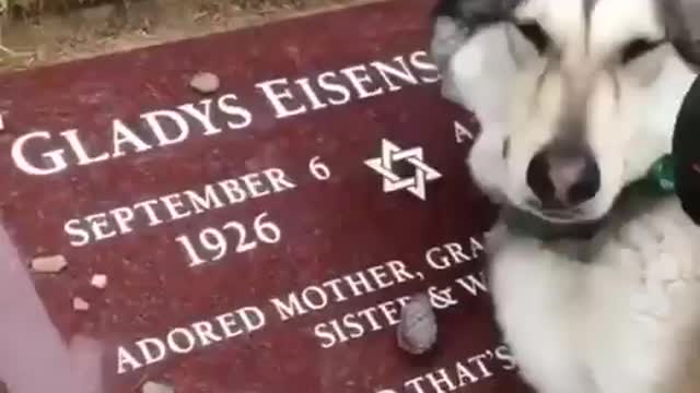 Husky Dogs crying on his owner death