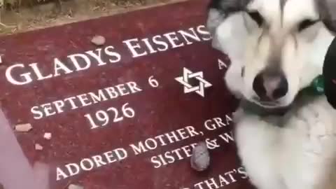 Husky Dogs crying on his owner death