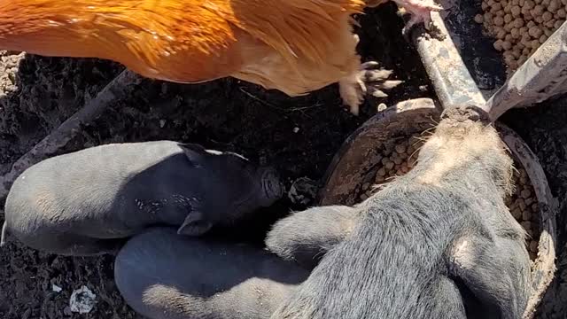 Silly Rooster 🐓 Thinks He's A Pig 🐖