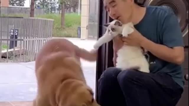 Cute Cat and Dog playing