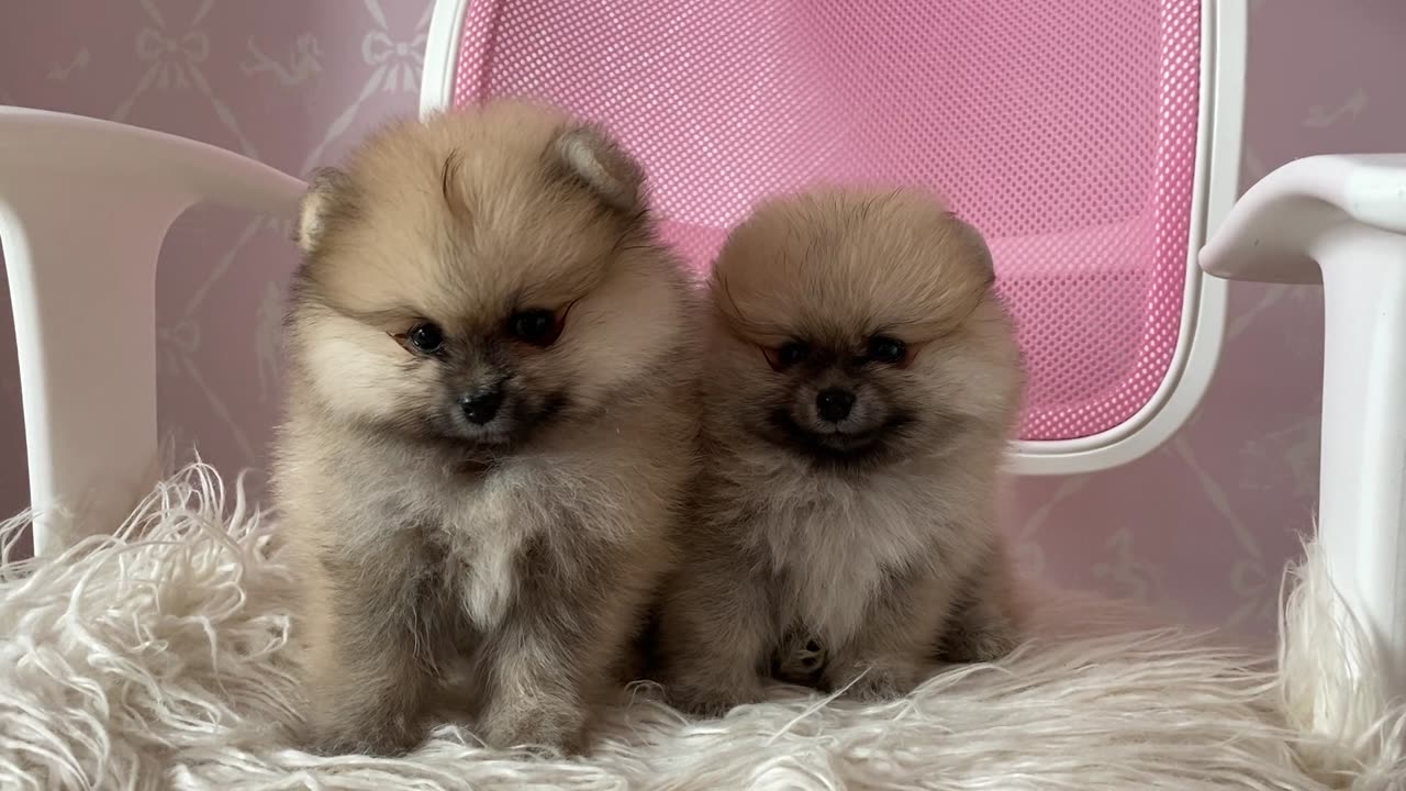 Very beautiful and cute puppies Feedback