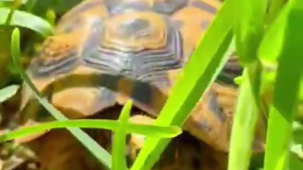 Funny Tortoise in nature !!! 🐢💧🌏