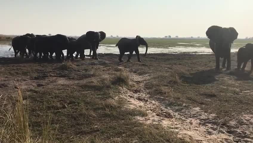 Energetic Elephant herd stepping out of the lake