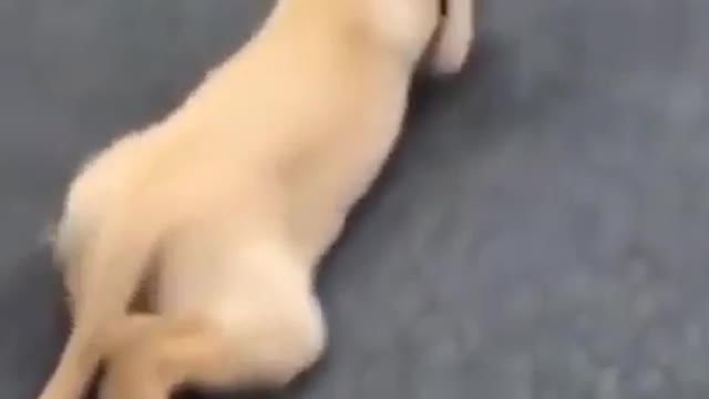 Funniest Golden Retriever Puppy