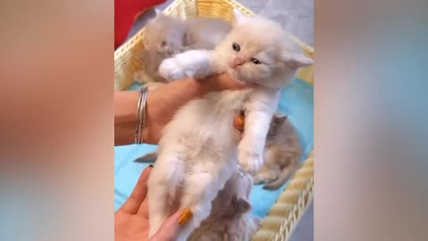 Cute animal kitten 😻💕 #cat #cute #kitten #pets #meow #videos #shorts 1