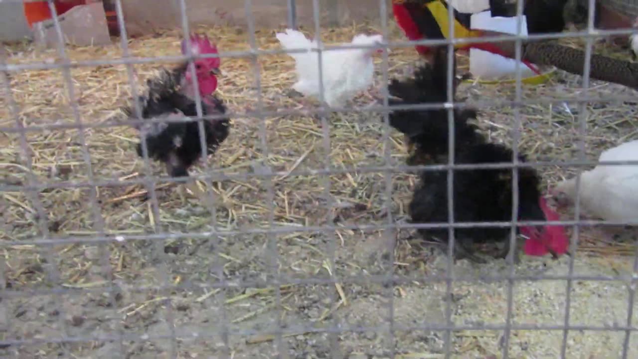 Buff silkie chickens (1)