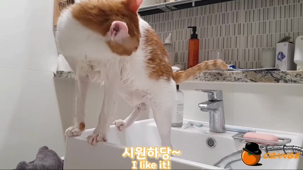 Small Cat # It's easy to bathe a cat.