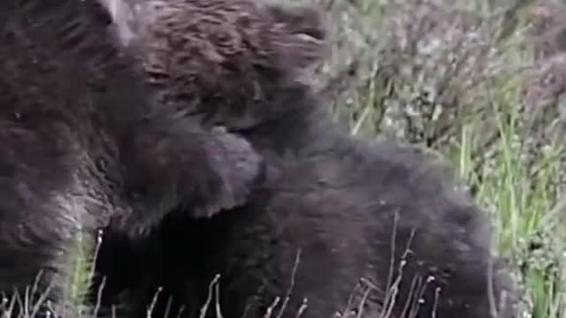 Two lovely bears are playing on the grass