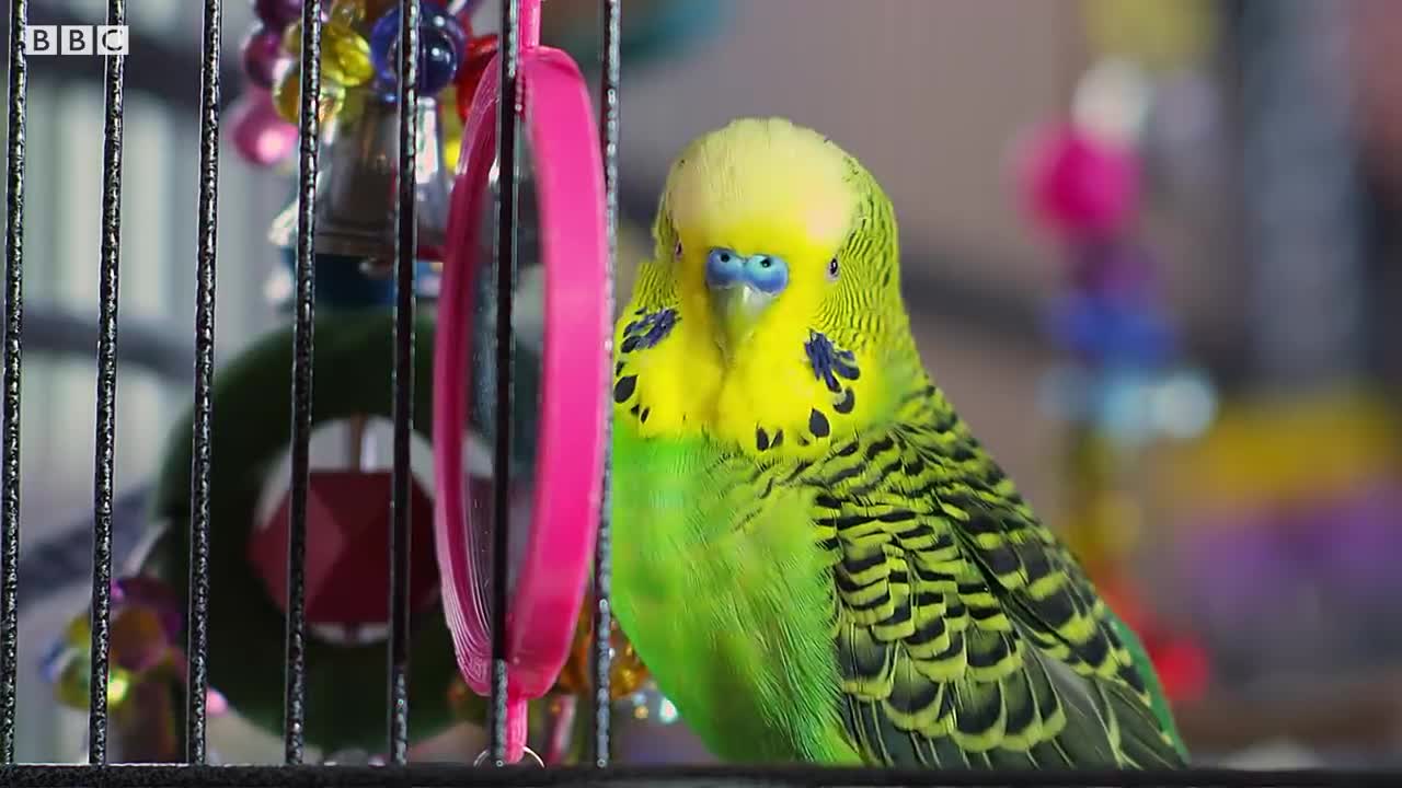 Budgie Talks To Owner To Stop Feeling Lonely