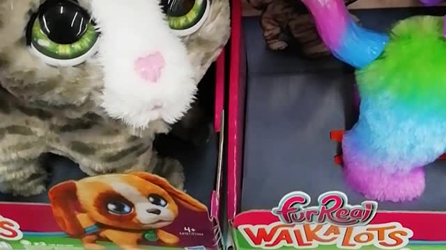 Funny toy cat