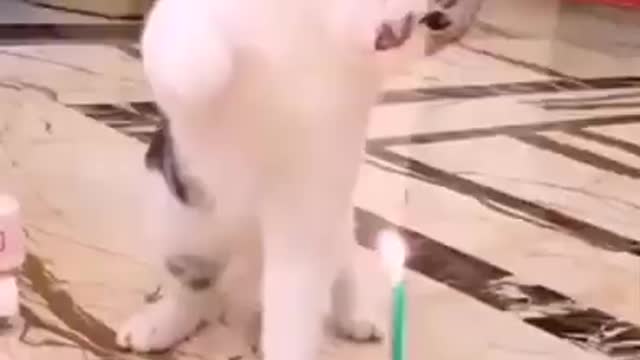 Cute Pets And Funny Animals Compilation Tik Tok Cute Dogs And Cats Compilation