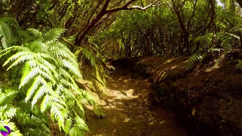 Nature -Meditation & Stress Relief