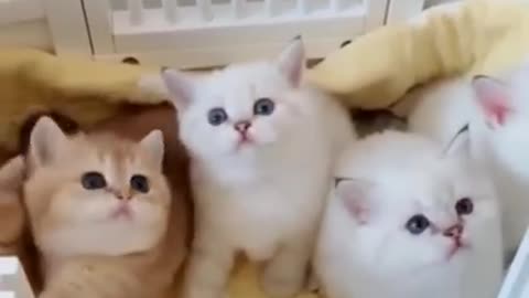 Cat chat cat 🐈🐈🐈
