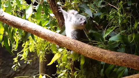 Baby Koala having a nice time