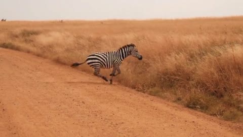 I stopped to see these zebras passing desperate.