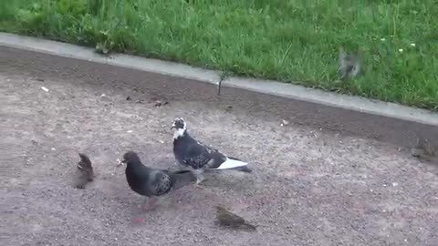 Pigeon Vs Sparrow Fighting 👇