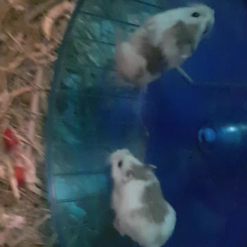 Hamsters feeling motivated and keep running