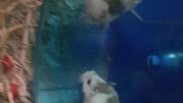 Hamsters feeling motivated and keep running