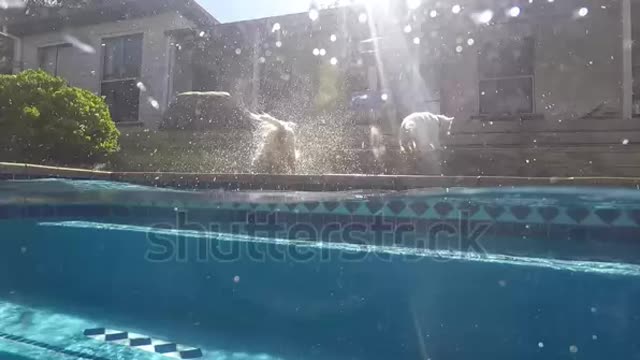 dog swimming in blue pool at water surface, half underwater and above.