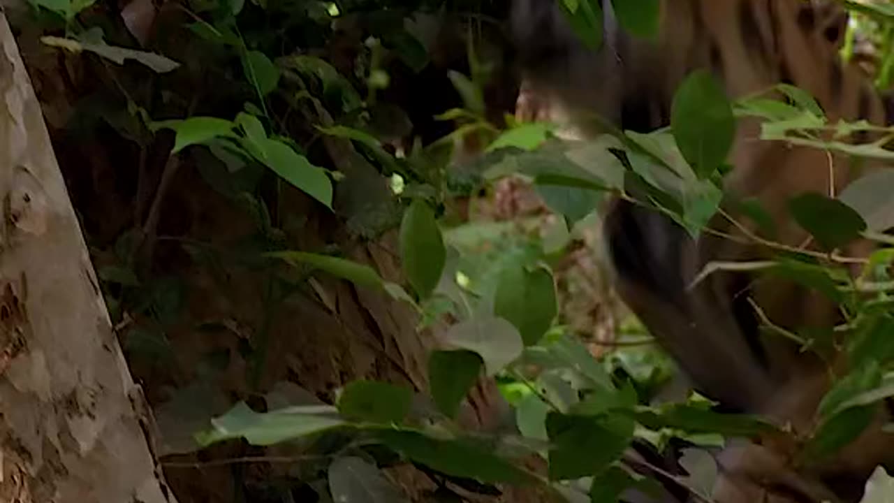 Tigers in a jungle