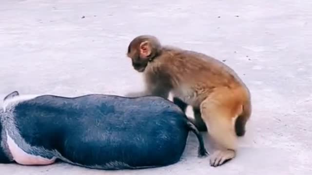 Funny animals, monkey with a pig